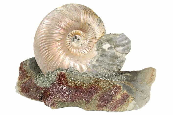 Iridescent, Pyritized Ammonite (Quenstedticeras) Fossil Display #193224